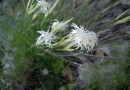 Dianthus noeanus ©  Pandion Wild Tours